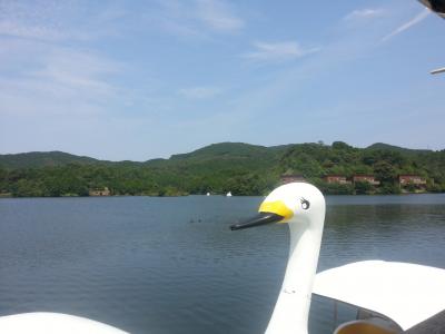 Swan boat rentals also available