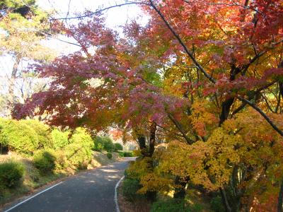 紅葉の季節のサイクリングロード