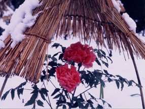 筥崎宮神苑花庭園の冬牡丹