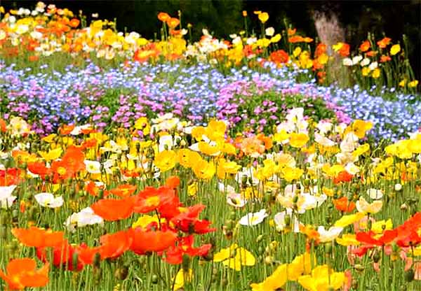 セレクション 花絶景を求めて九州へ 春をたっぷり味わうおすすめ花スポット8選 九州への旅行や観光情報は九州旅ネット