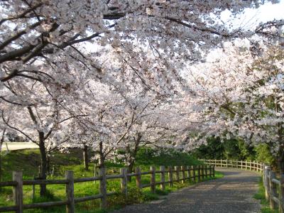 櫻花盛開之時的騎行車道