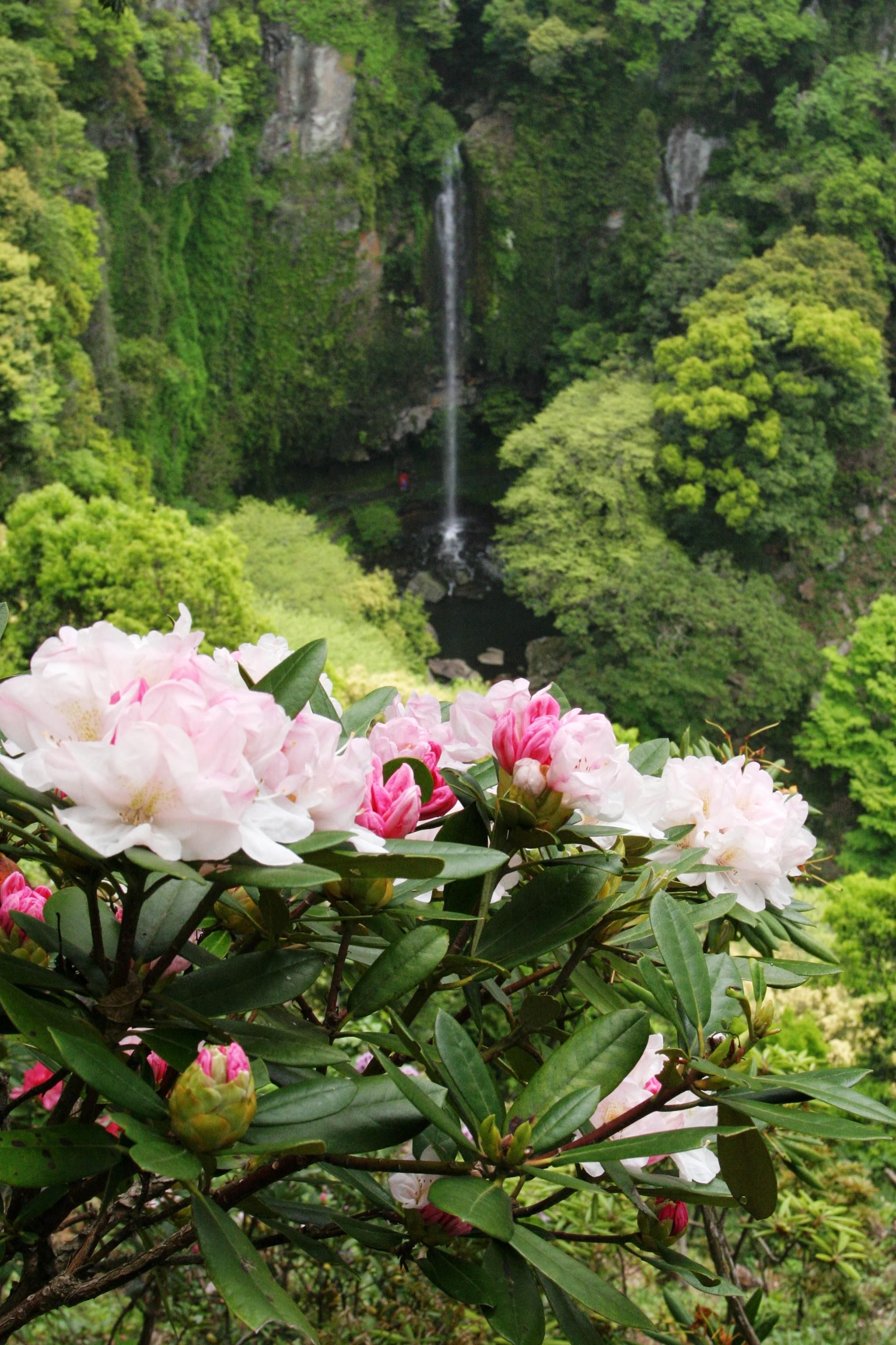 Urami Waterfall Natural Flower Garden