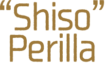 Shiso Perilla
