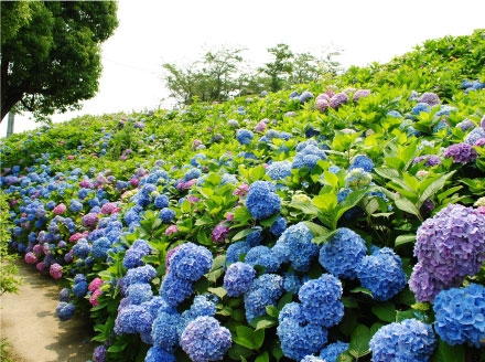 季節の花と樹木 九州への旅行や観光情報は九州旅ネット