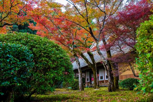 鮮やかな紅葉とコケの絨毯が美しい”国の名勝”九年庵（秋の一般公開）