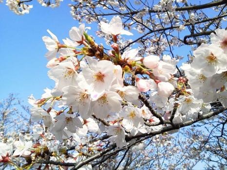 春満開！九州のお花見スポット9選