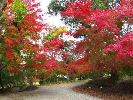 秋の雲仙は見所がたくさん！紅葉と温泉とグルメの鉄板コース