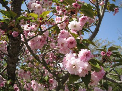 もうすぐ開花！九州の桜名所7選【2019年最新情報】