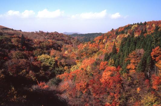 秋の行楽！九州各県の紅葉情報2019