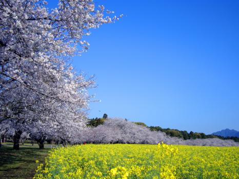 桜は例年通り美しく咲き誇る！九州各県の桜名所2020