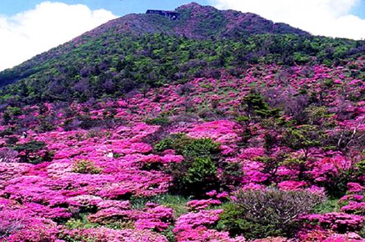 【セレクション】花絶景を求めて九州へ！春をたっぷり味わうおすすめ花スポット8選