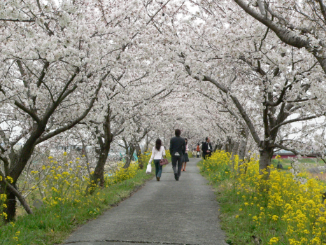 【2021年】春らんまん！九州各県の桜の名所特集