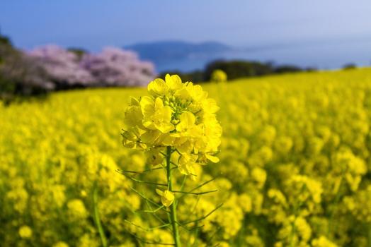 一足早く春を実感！九州のおすすめの菜の花スポット７選