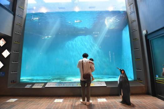 世界一「長崎ペンギン水族館」小さな子どもの水族館デビューにもおすすめ！